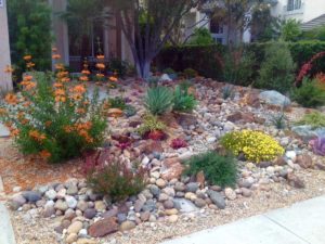 Succulents and low water shrubs