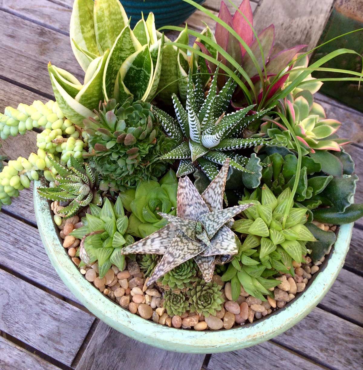 Succulents for Interior or Shade CW Design and Landscaping
