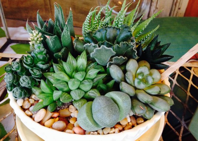 Succulents for Interior or Shade