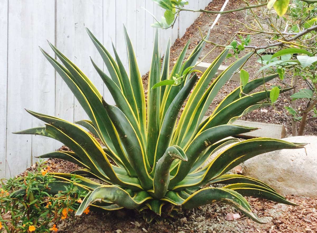 Agave Desmatiana by Chicweed