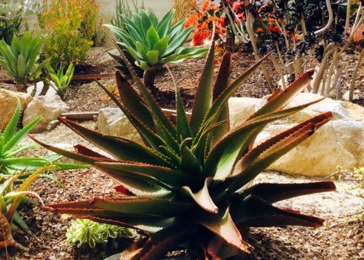 Succulent Landscaping for a Carlsbad Yard