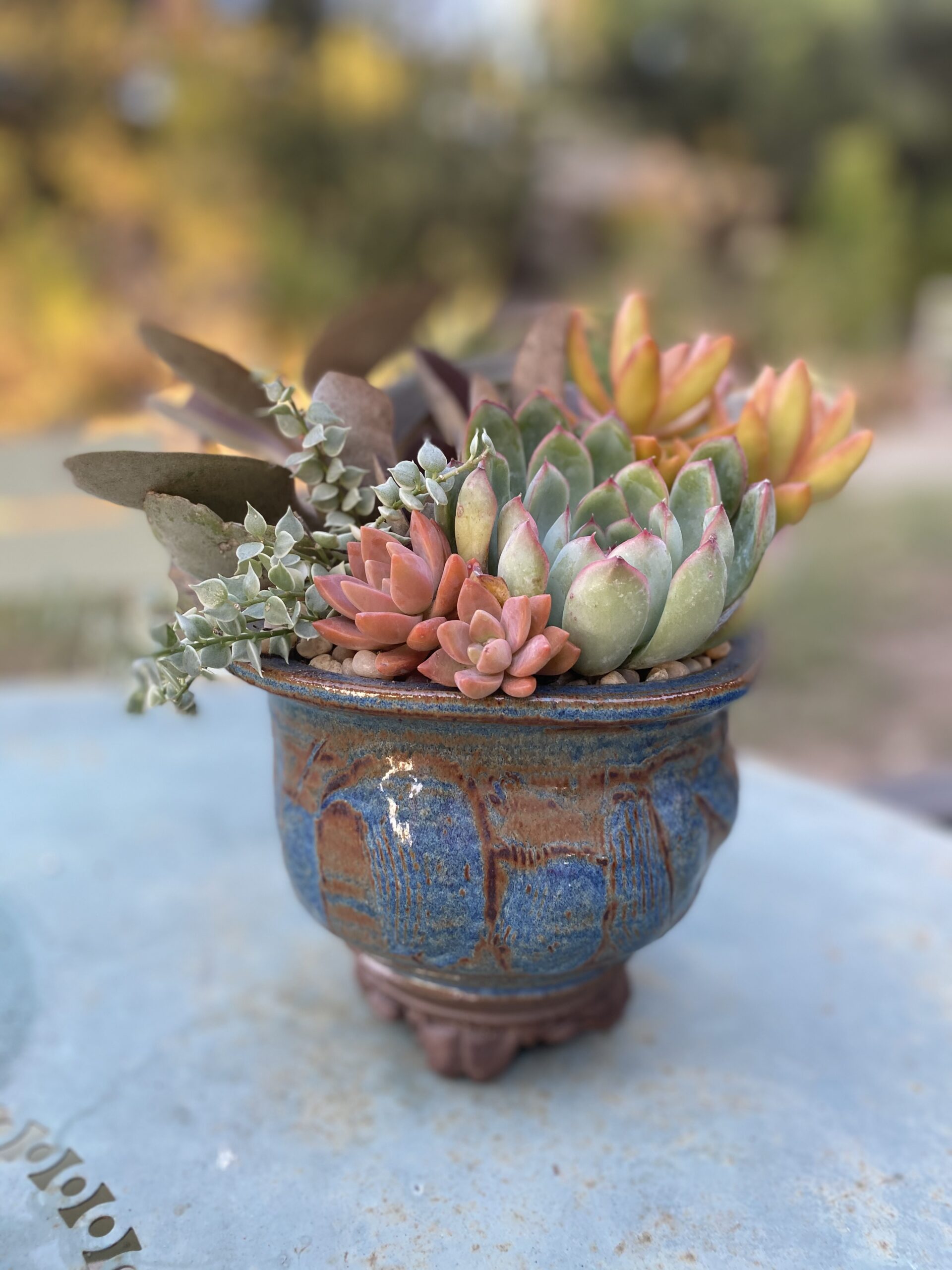 succulent containers
